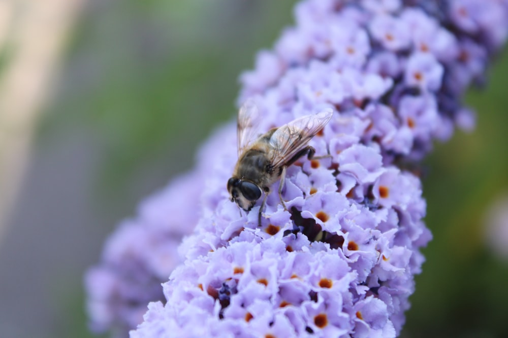 brown and black bee on purple flower