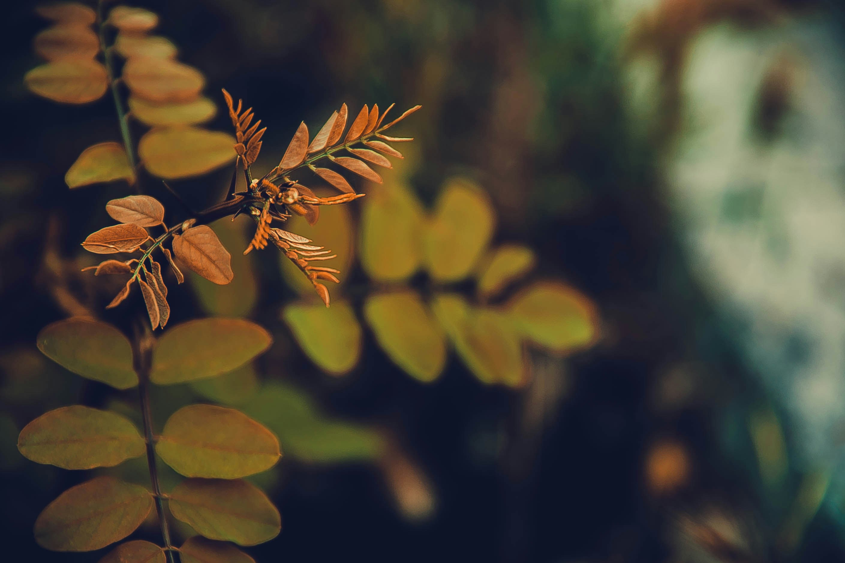 Photo by anna_safronova