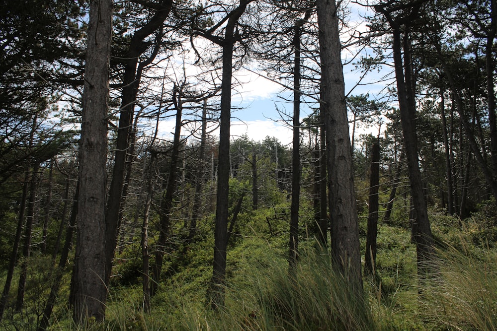 green grass and brown trees during daytime