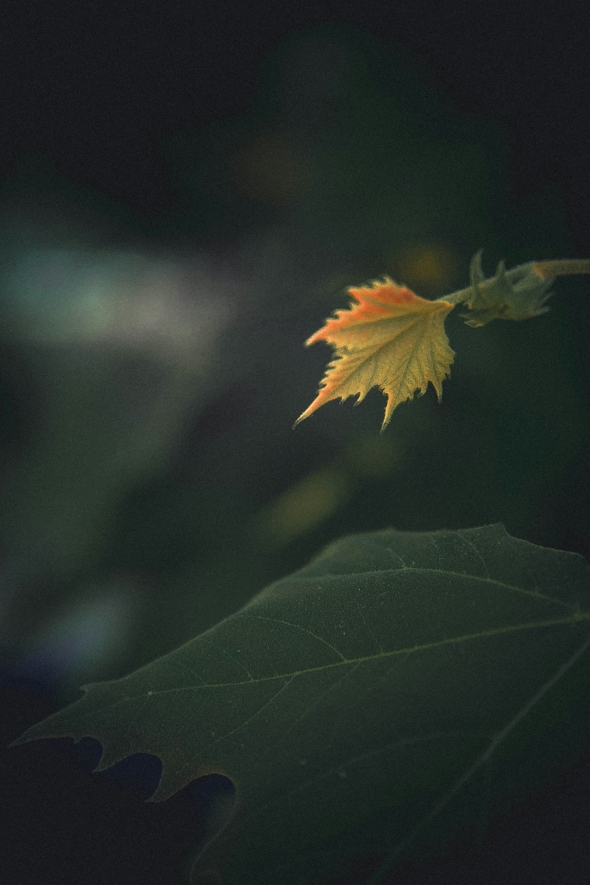 Photo by anna_safronova