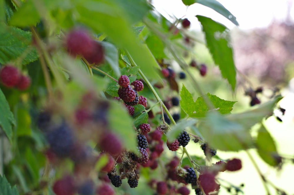 red and black round fruits