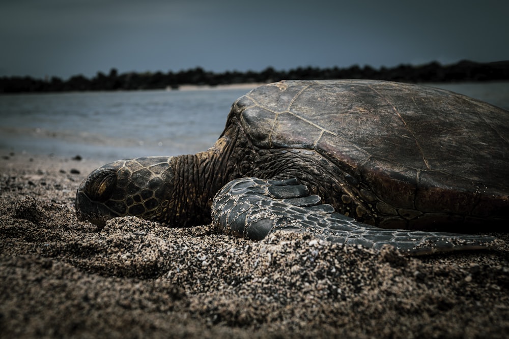 tortue noire et brune sur sable blanc près d’un plan d’eau pendant la journée