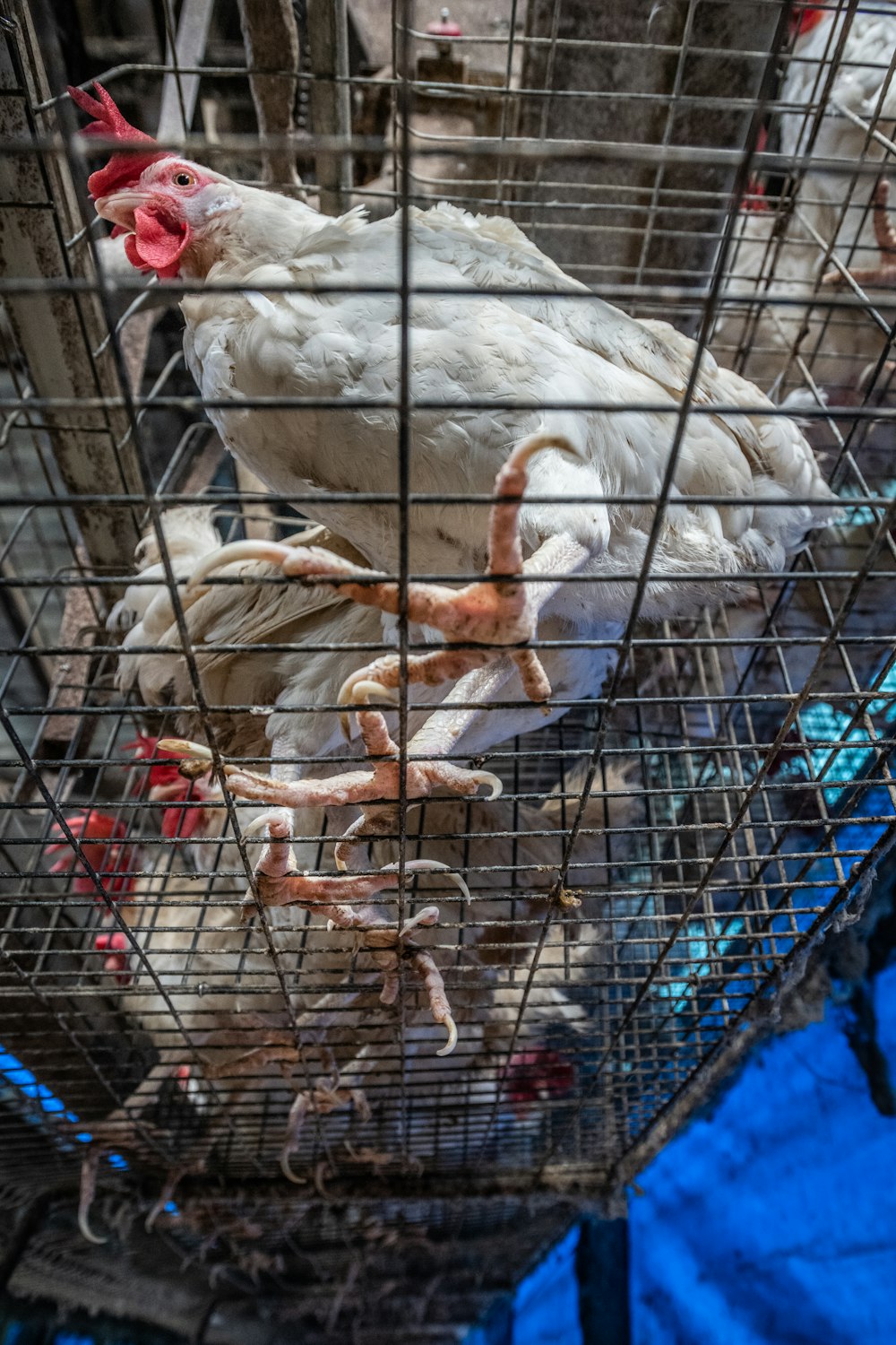 white and brown chicken in cage