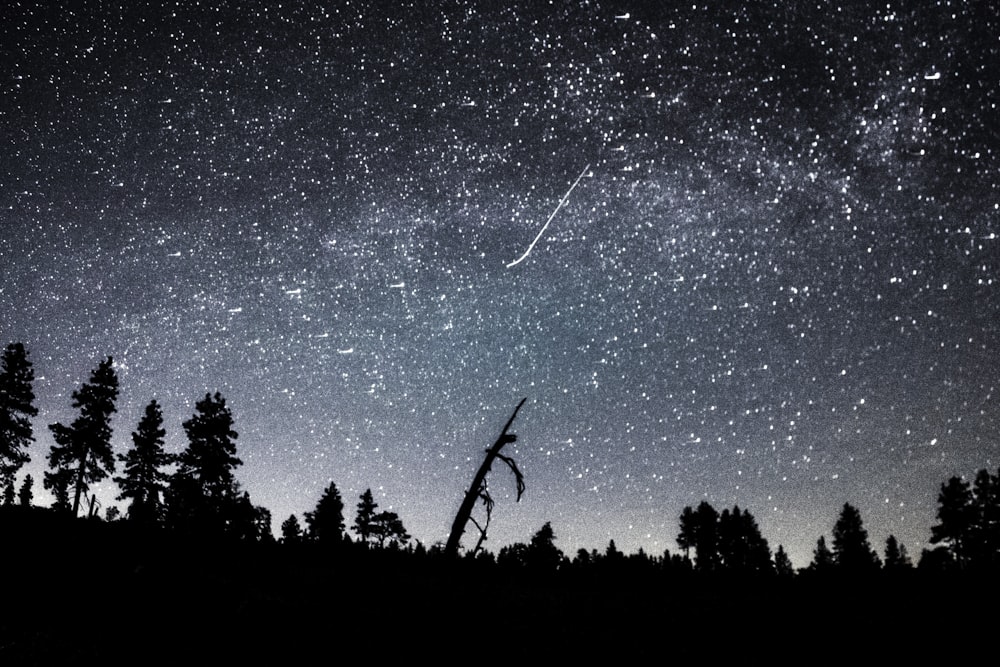 silhouette of trees under starry night