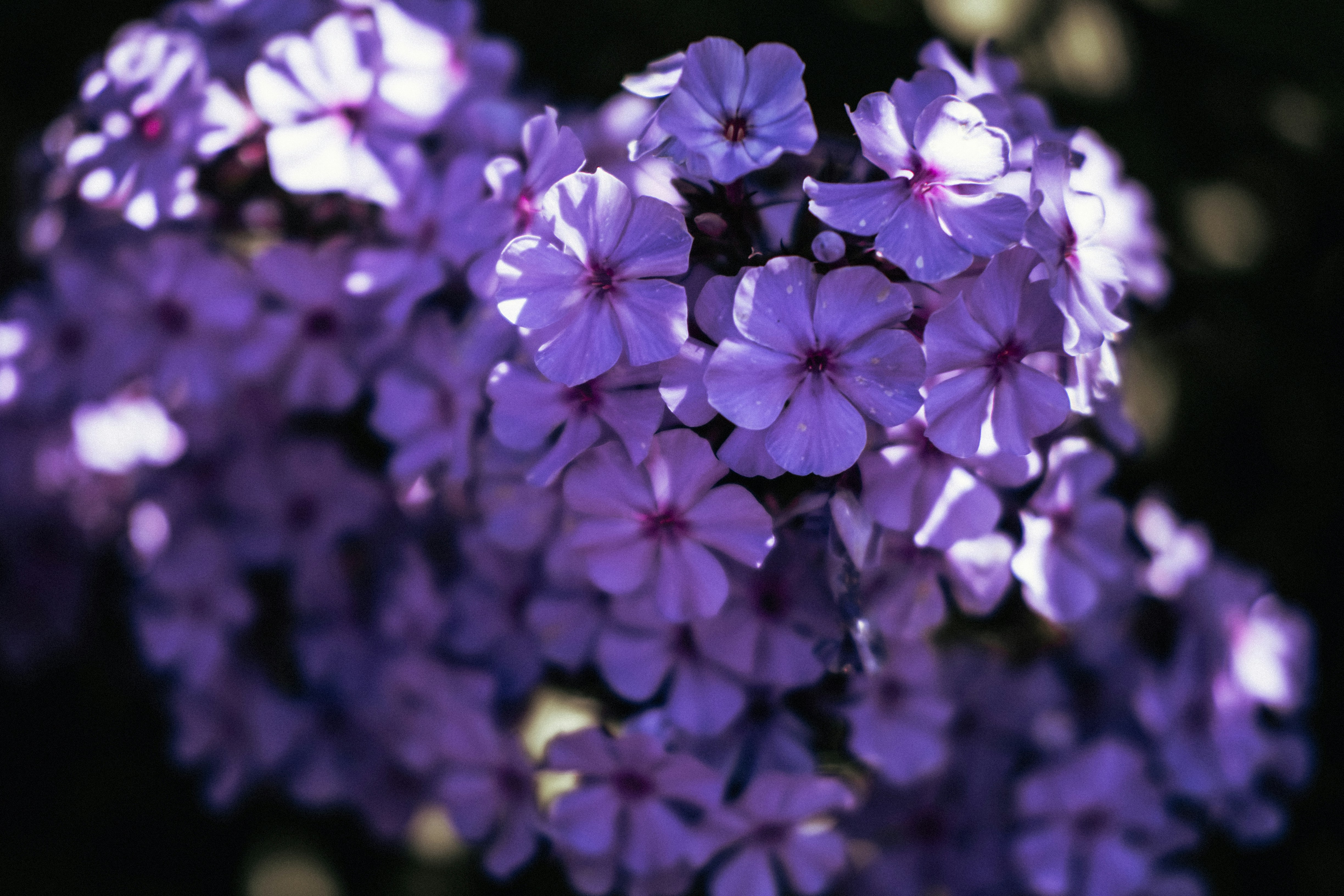 Photo by tarameinczinger