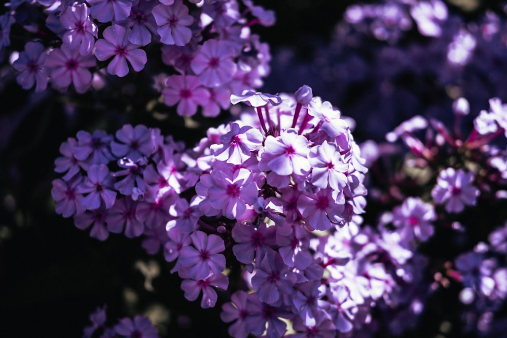 pink flowers in tilt shift lens