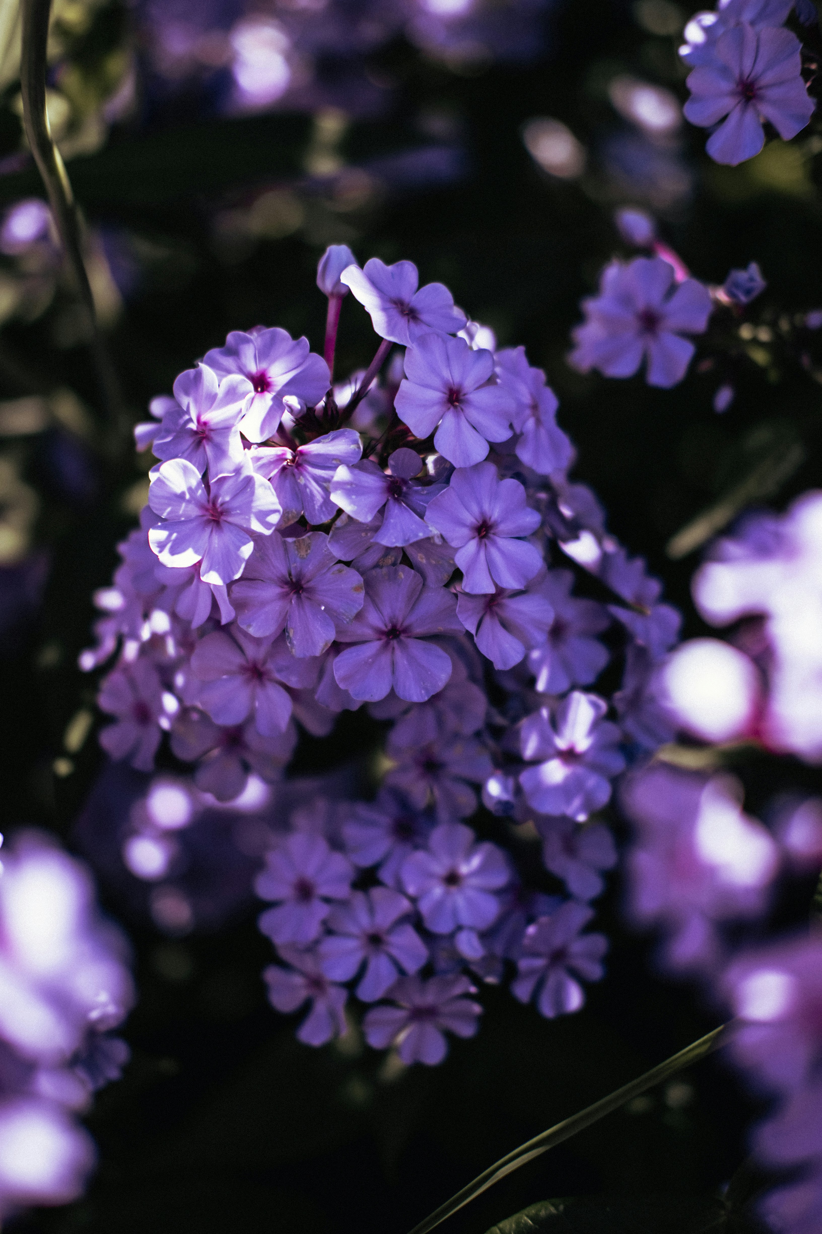 라일락에 숨겨진 전설과 문화적 의미