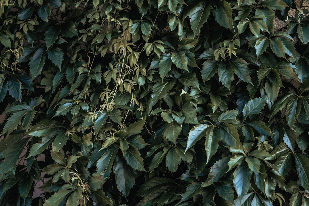 green leaves plant during daytime