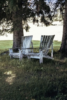 white wooden bench on green grass field near brown tree during daytime