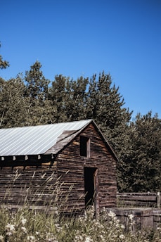 A rustic wooden shed with a metal roof is set against a backdrop of dense green trees under a clear blue sky. The structure shows signs of age with weathered wooden panels and surrounded by tall grasses and wildflowers.