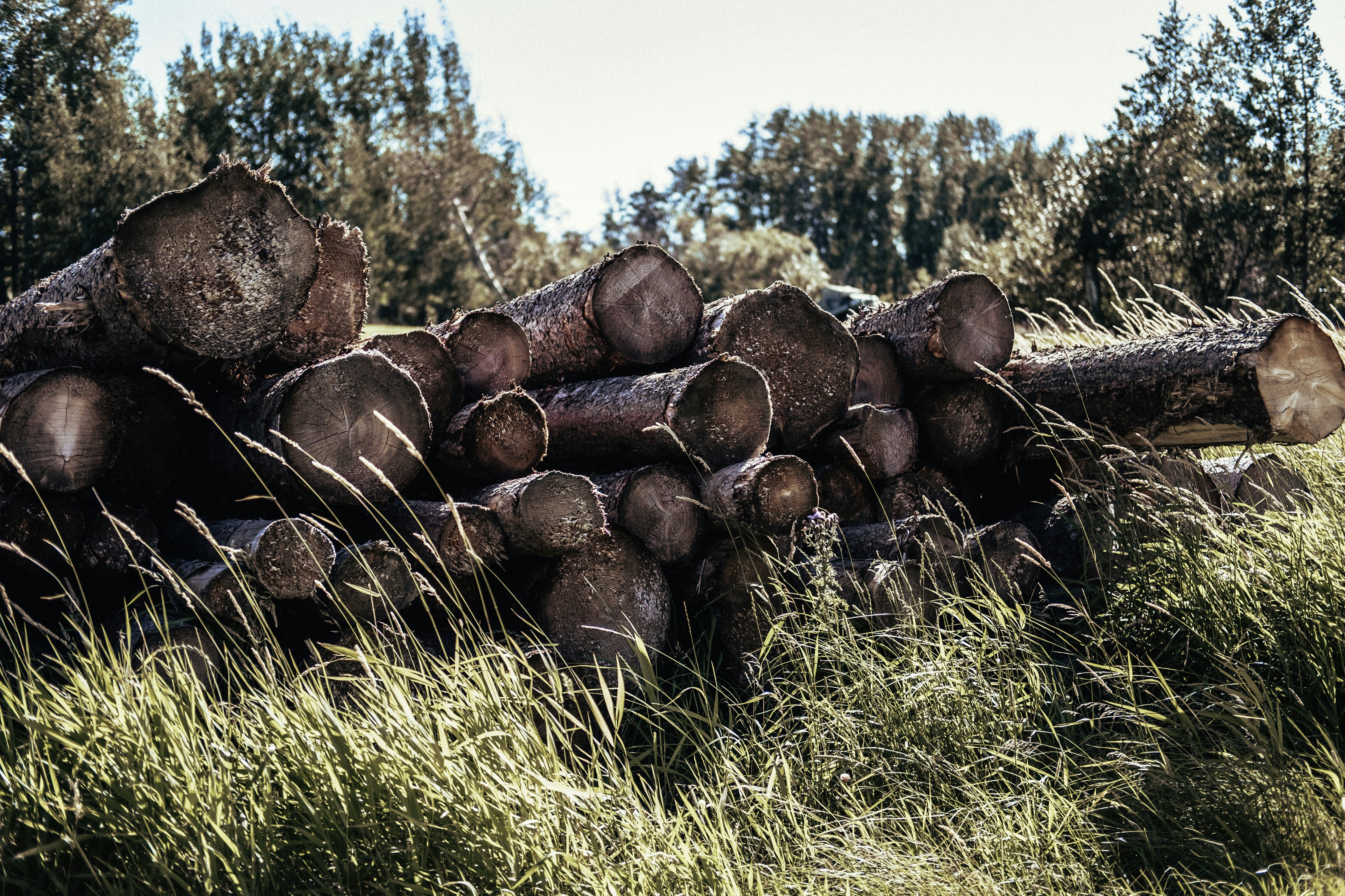 brown wood logs on green grass field during daytime