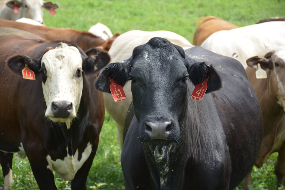 black and white cow on green grass field during daytime