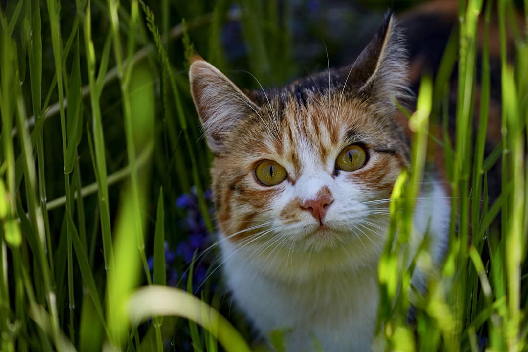 brown and white cat on green grass during daytime