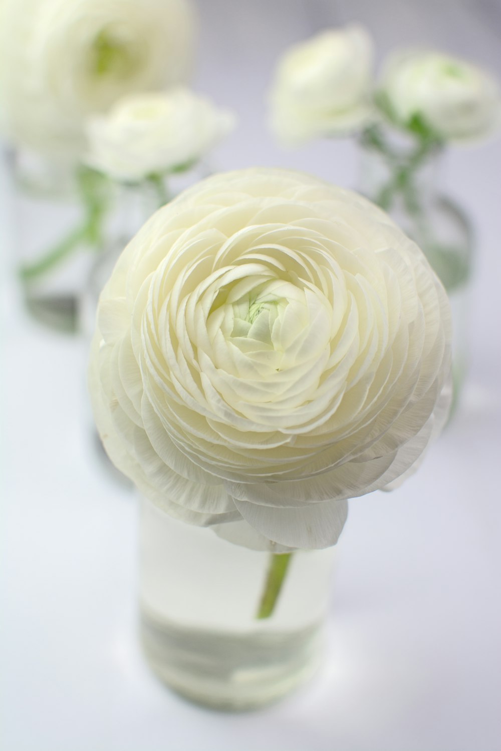 flor blanca en jarrón de cerámica blanca
