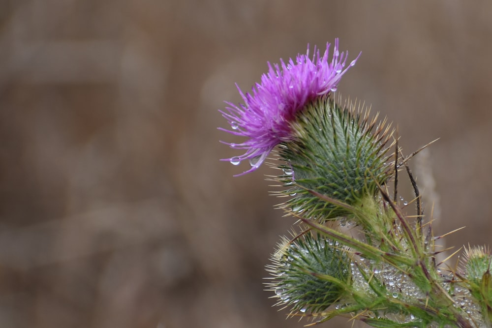 purple flower in tilt shift lens