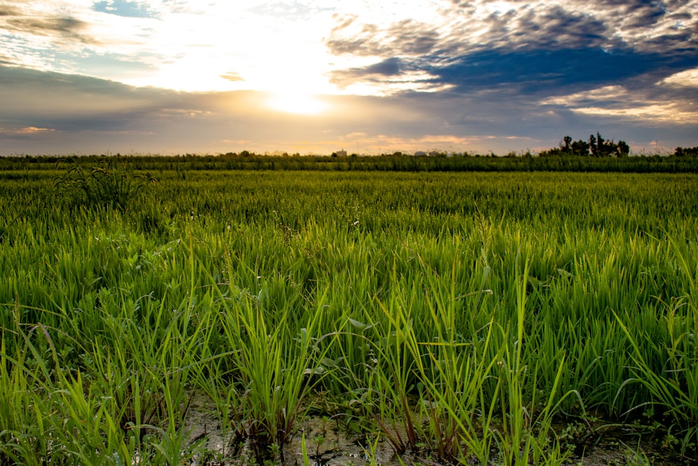 green grass field under cloudy sky during daytime