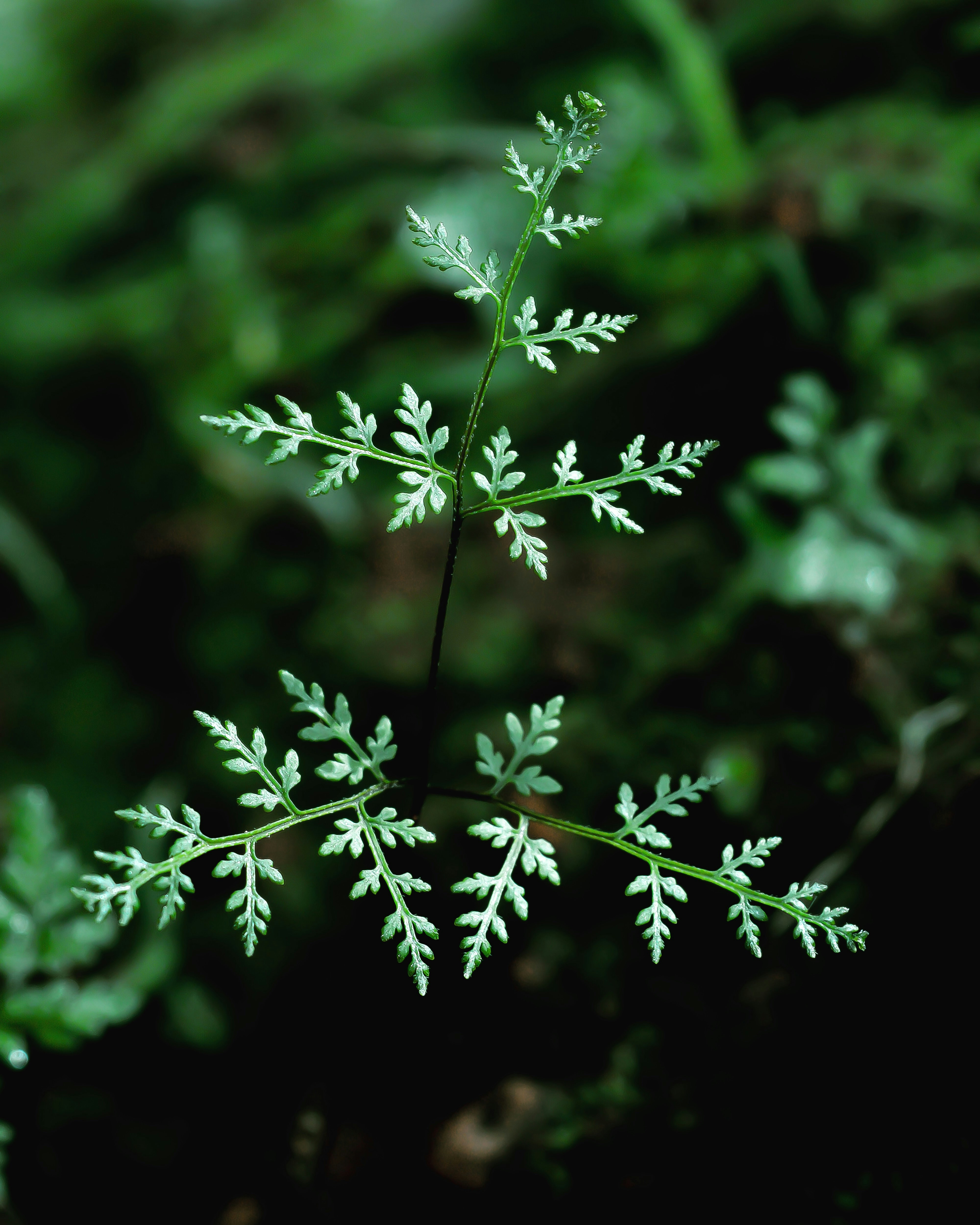 Photo by jithinvijayamohanan