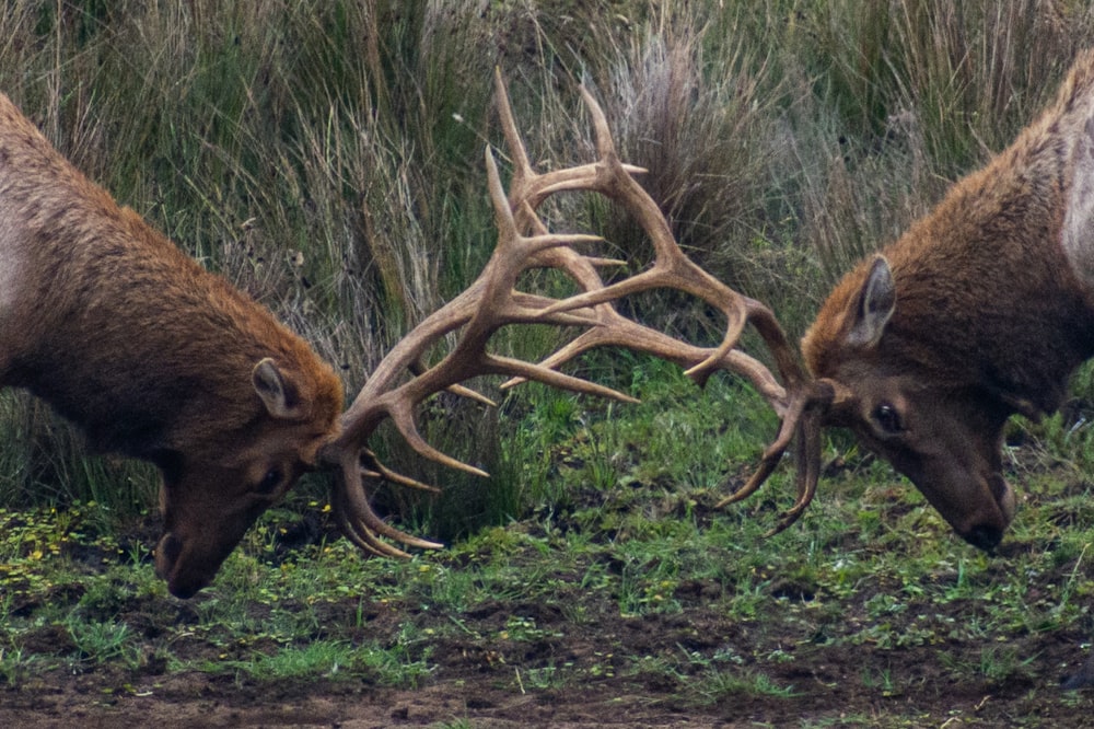 brown deer eating grass during daytime