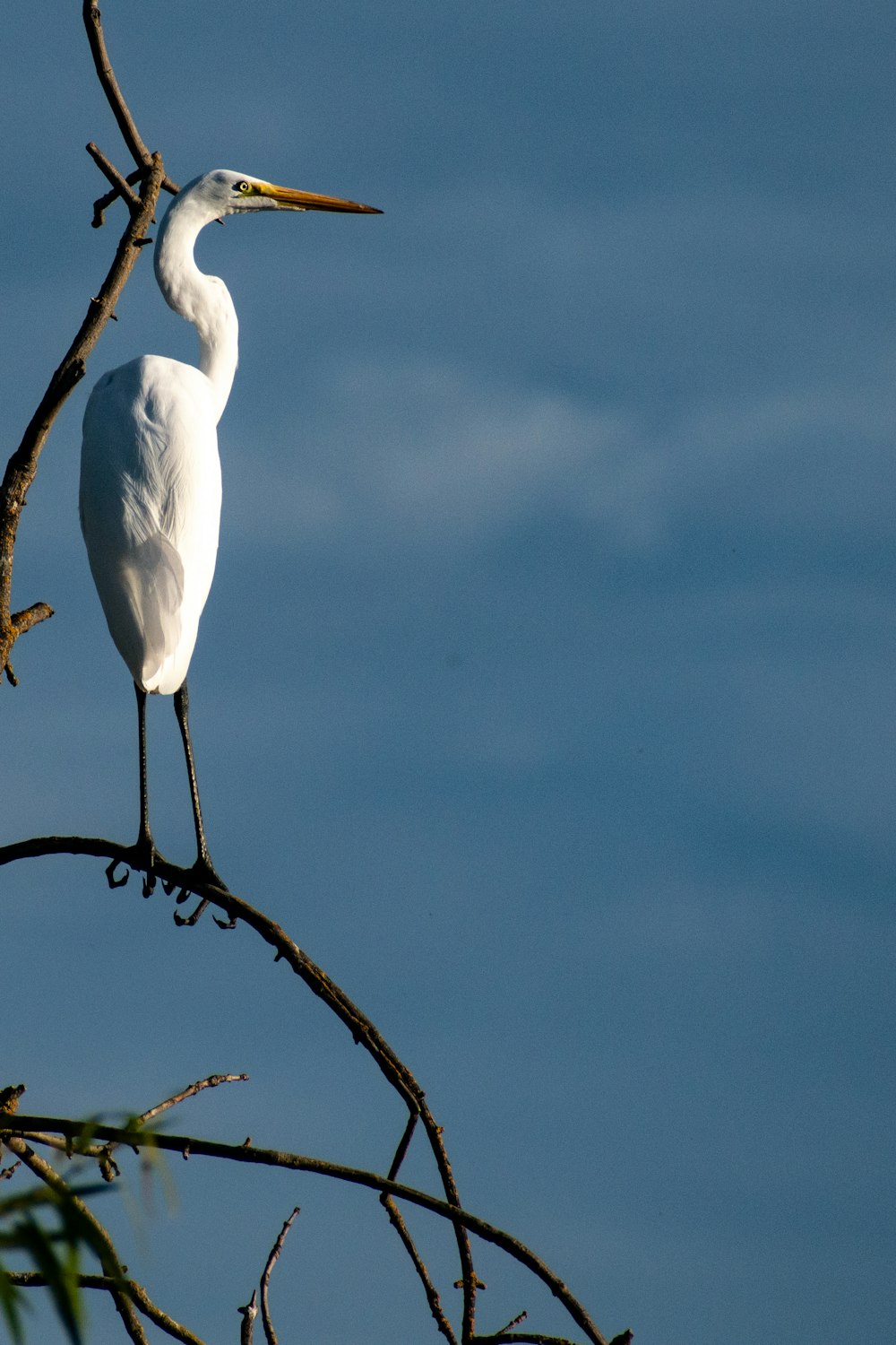 white bird on brown tree branch during daytime