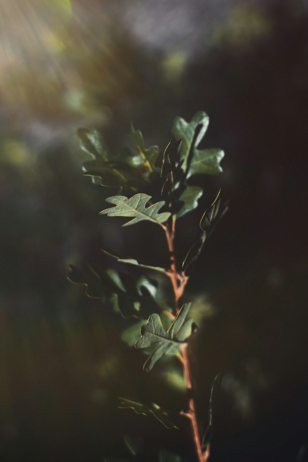 pianta verde in primo piano fotografia