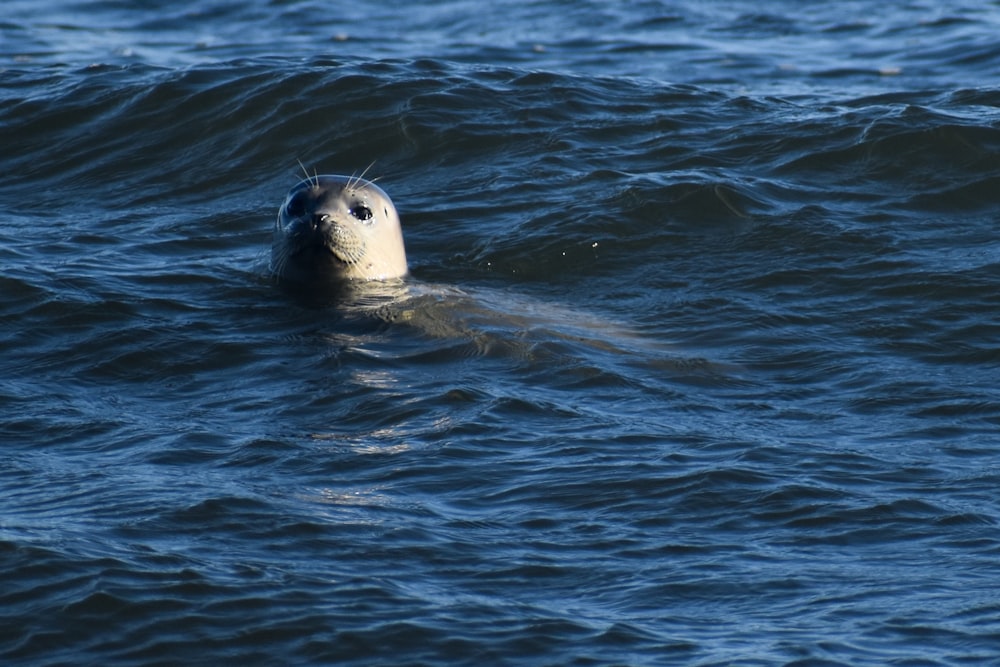 white seal in water during daytime