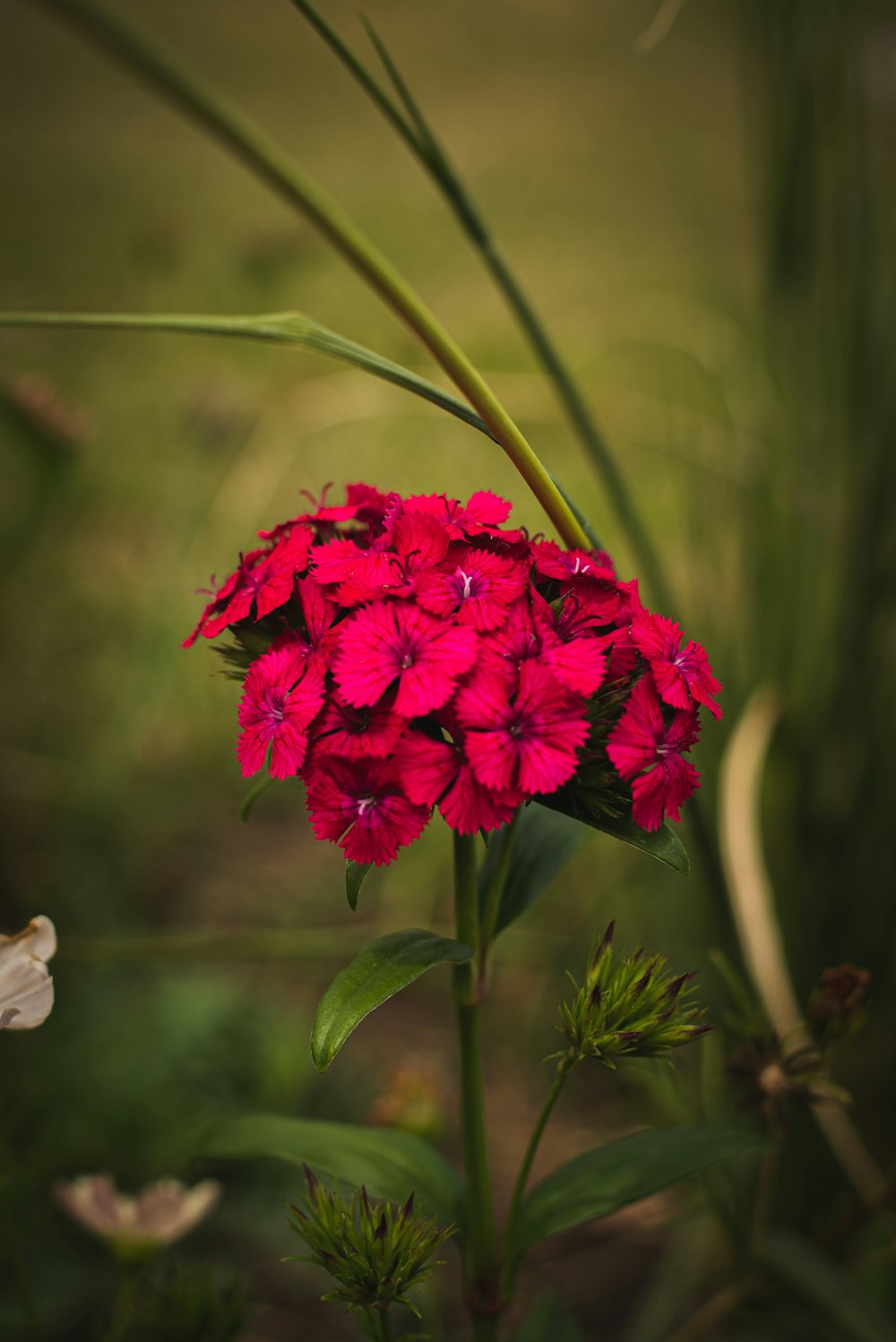 red flower in tilt shift lens