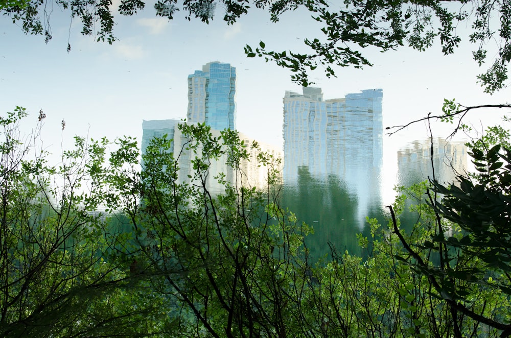 green trees near high rise buildings during daytime