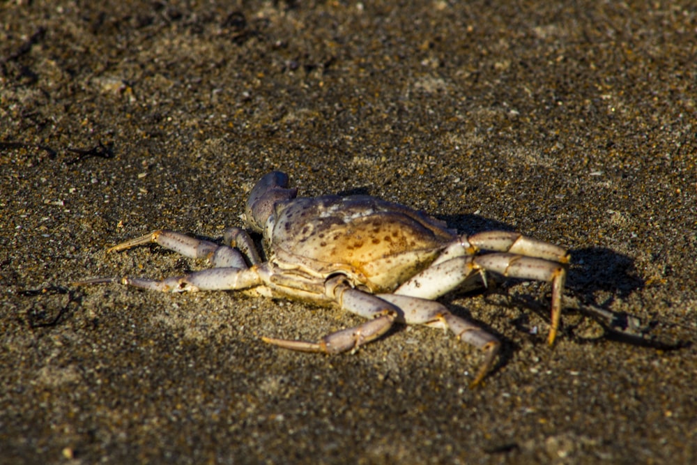 brown and black crab on black sand
