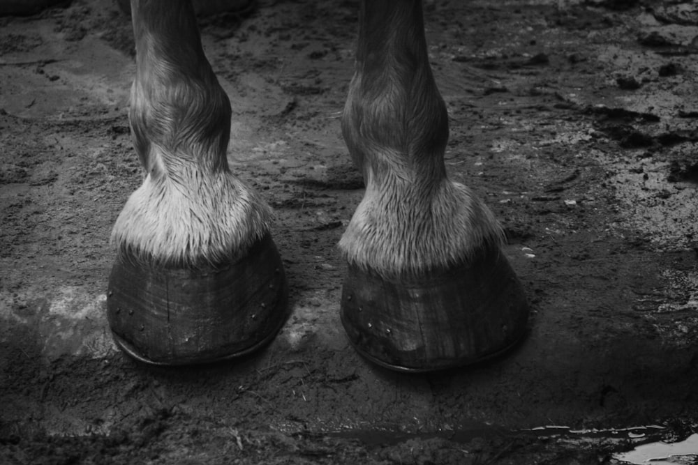 grayscale photo of 2 horse feet on water
