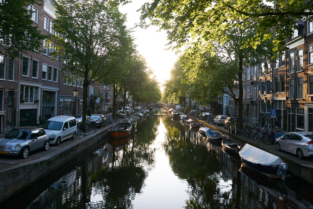 river between green trees during daytime