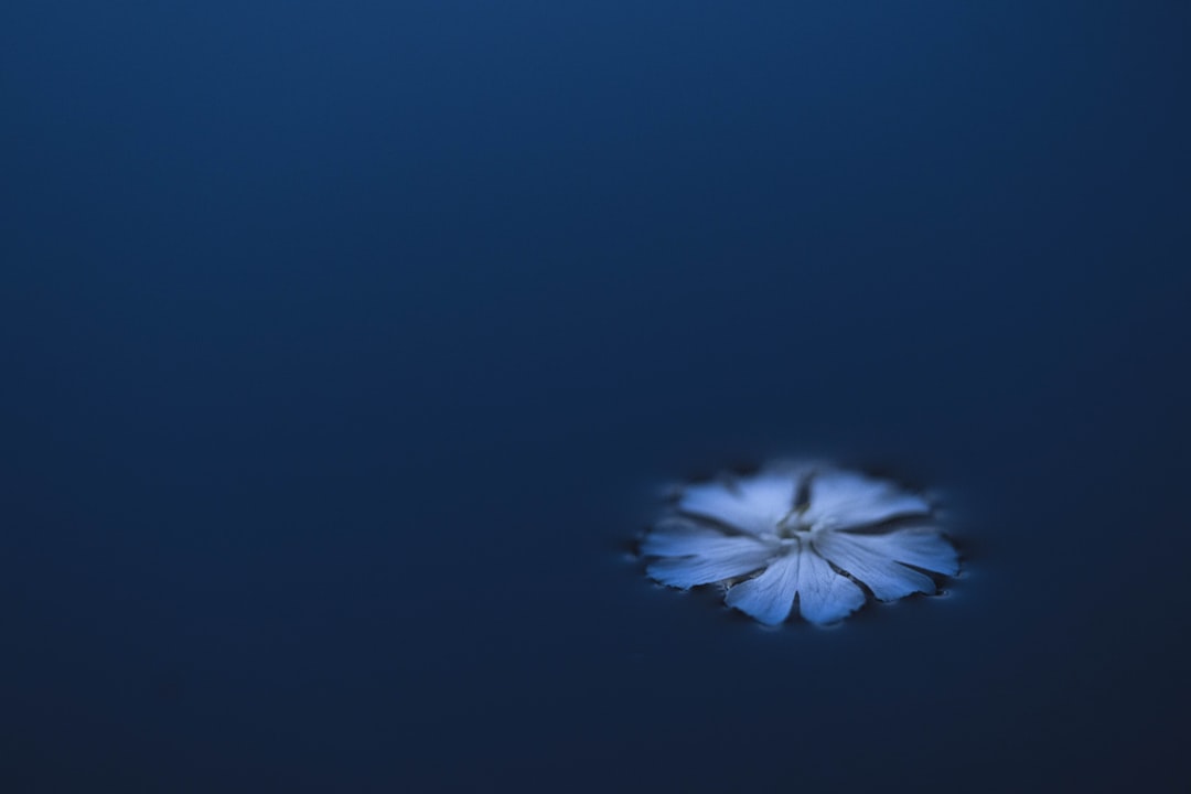white flower in blue background