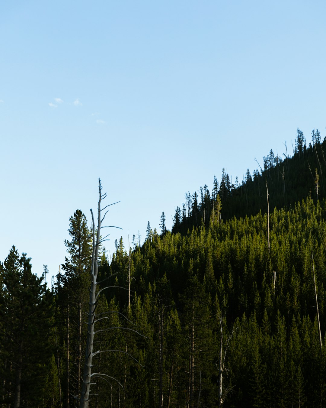 green pine trees under blue sky during daytime