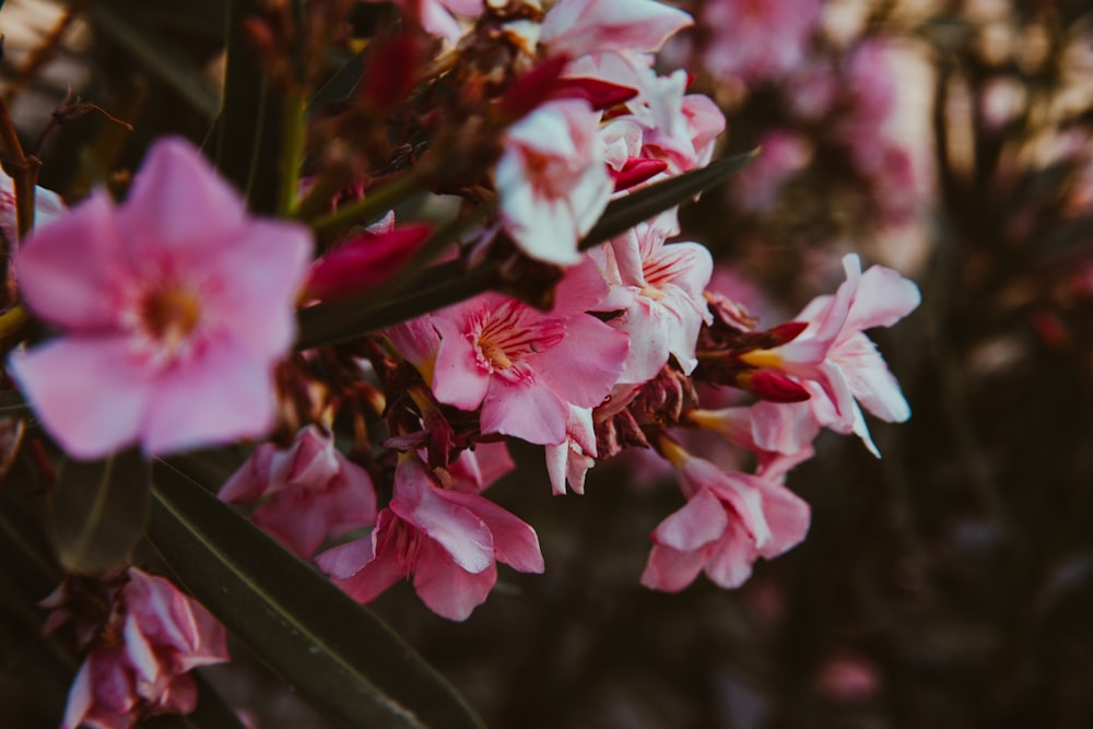 pink and white flowers in tilt shift lens