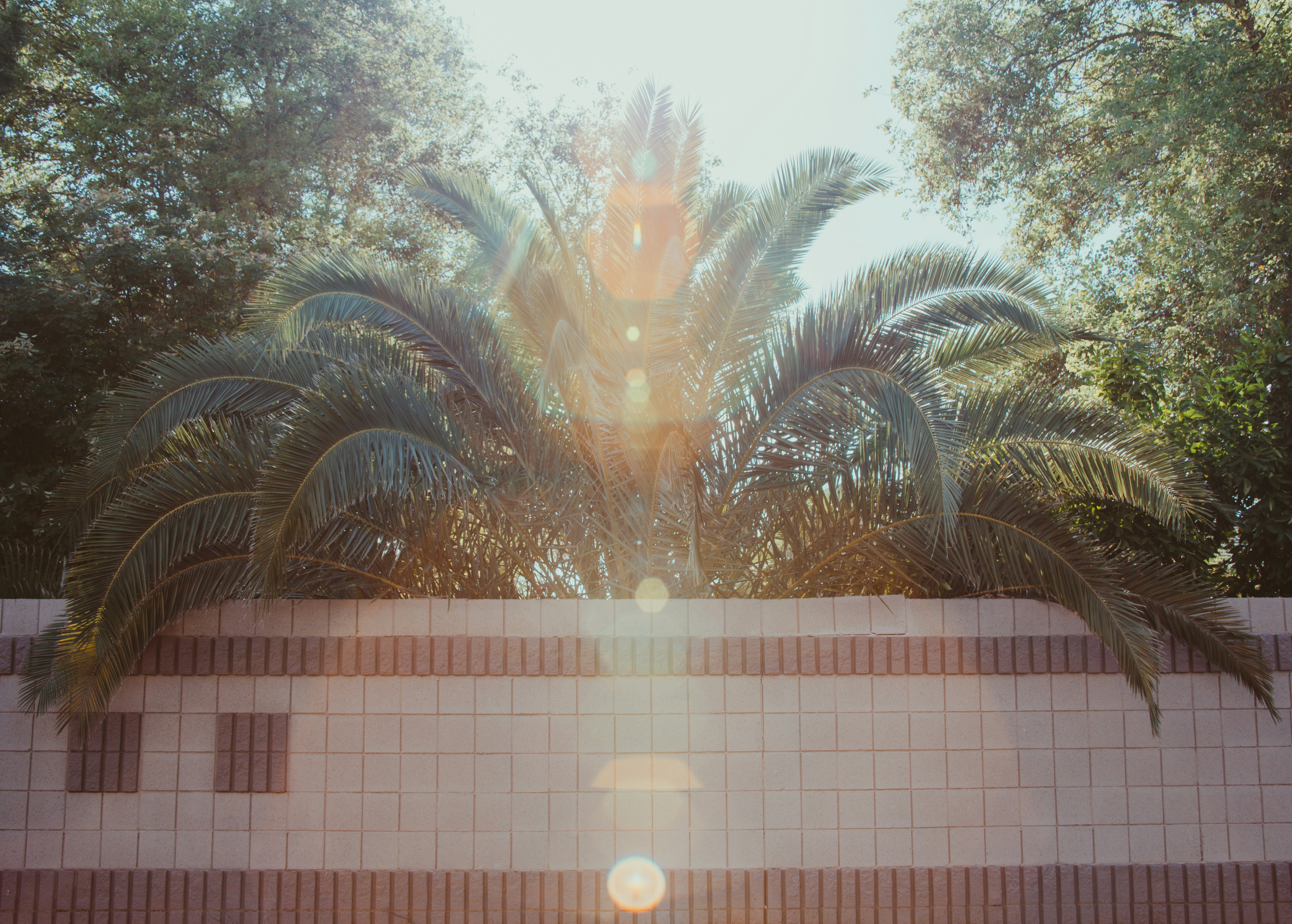 phoenix summer