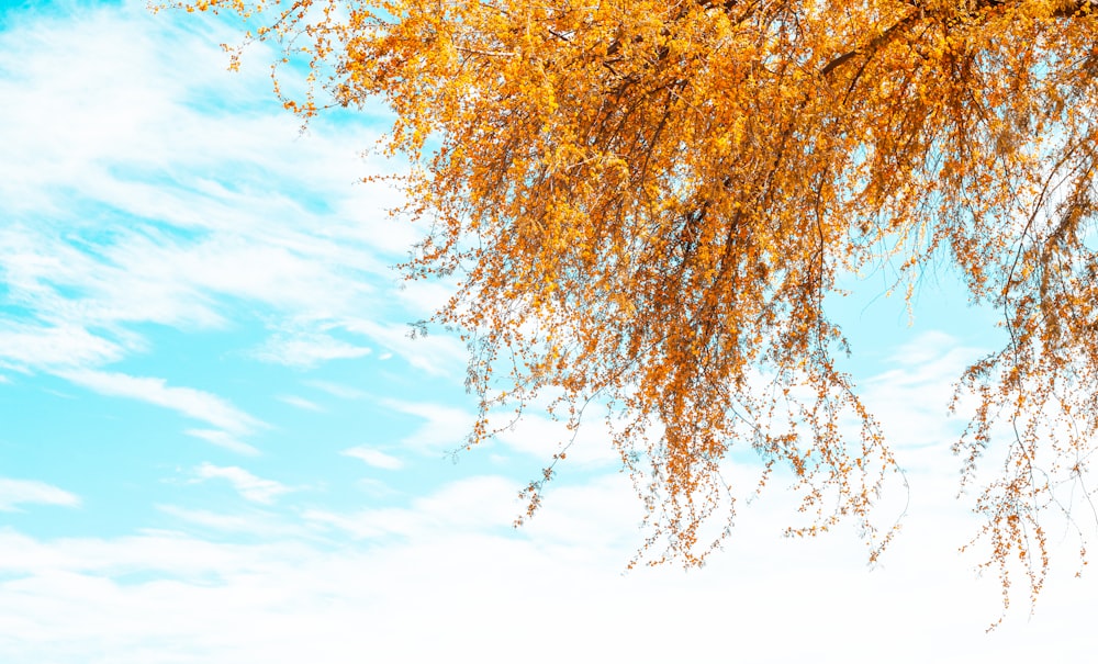 brown tree under blue sky during daytime