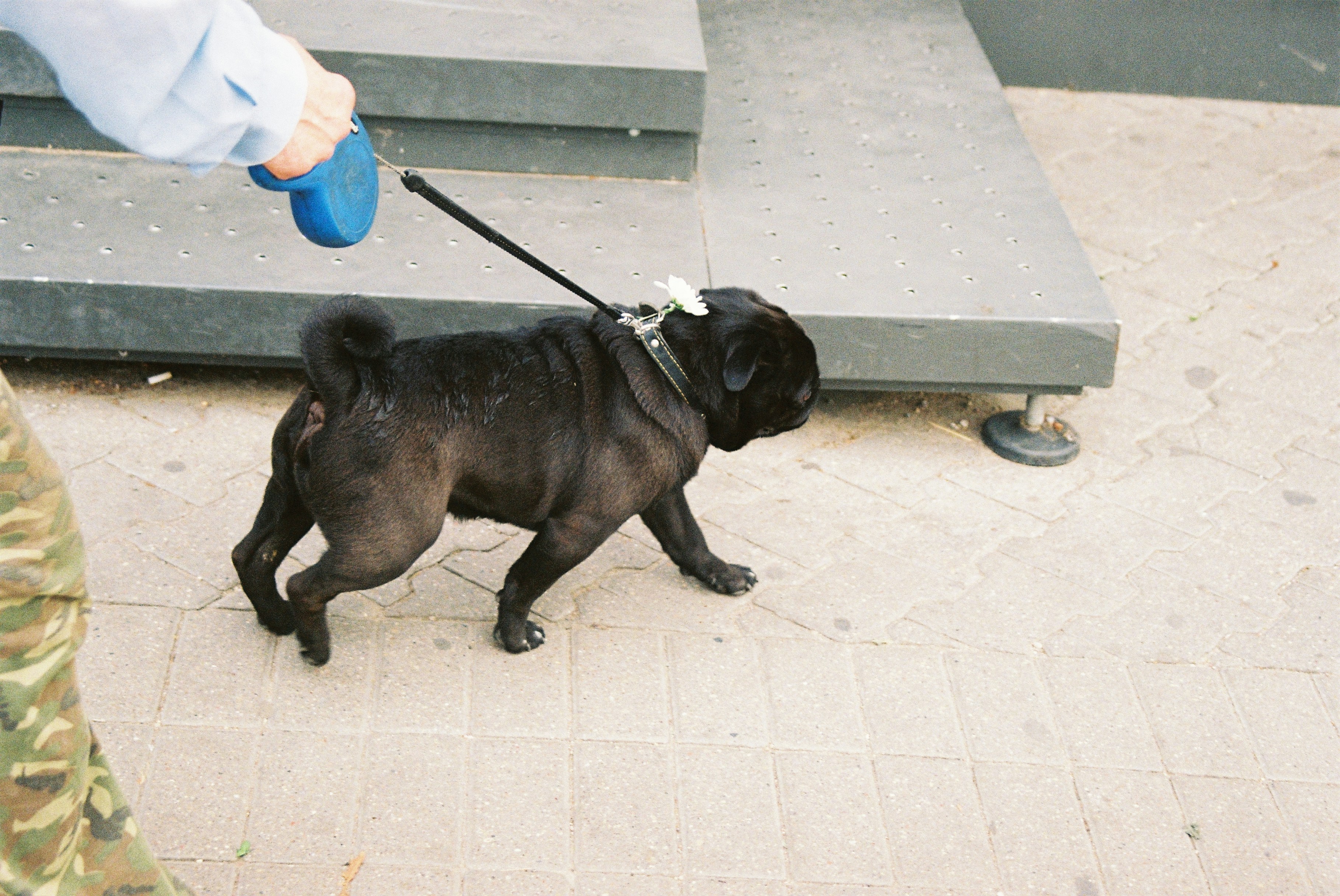 French Bulldog enjoying indoor play