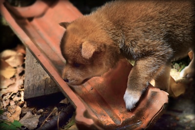 A small brown and white puppy curiously examines a terracotta-colored object that appears to be a piece of tile or pottery. The puppy is outside on a ground covered with dry leaves and a wooden surface nearby. Natural lighting highlights the puppy's fur and surroundings.