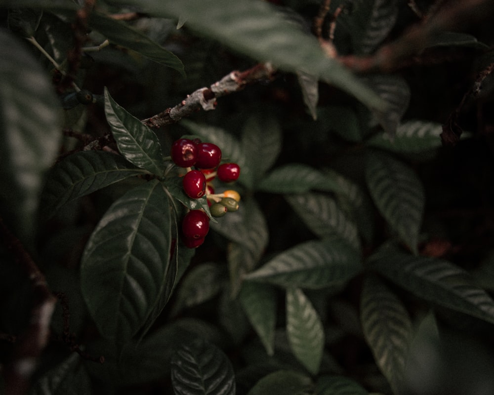 frutos rojos redondos sobre hojas verdes