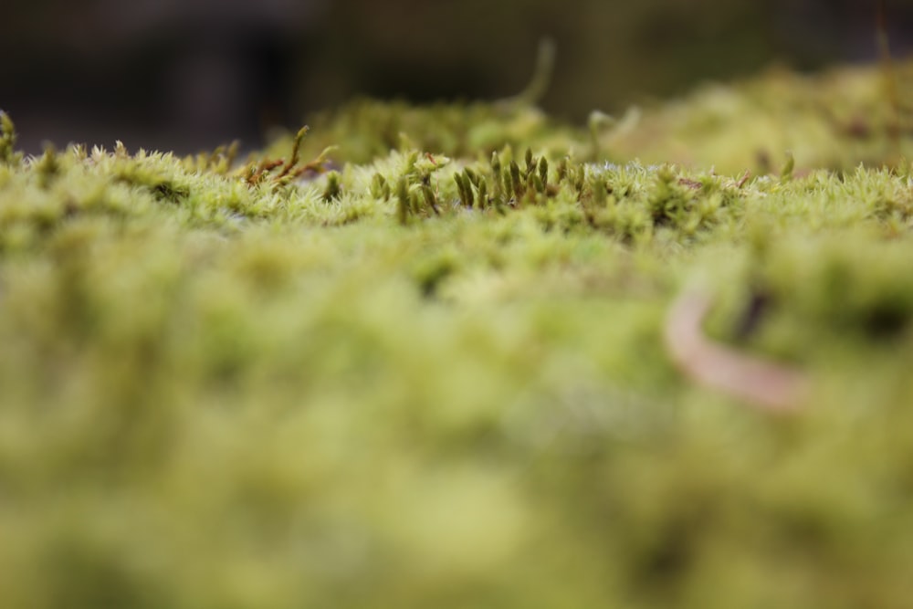 green grass in macro shot