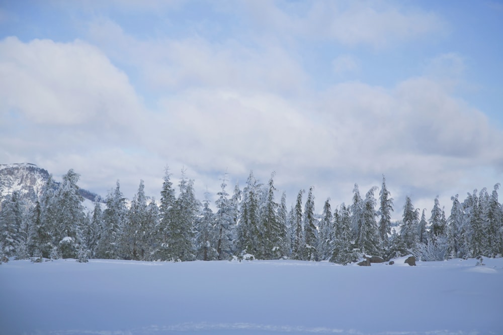 snow covered pine trees under white cloudy sky during daytime