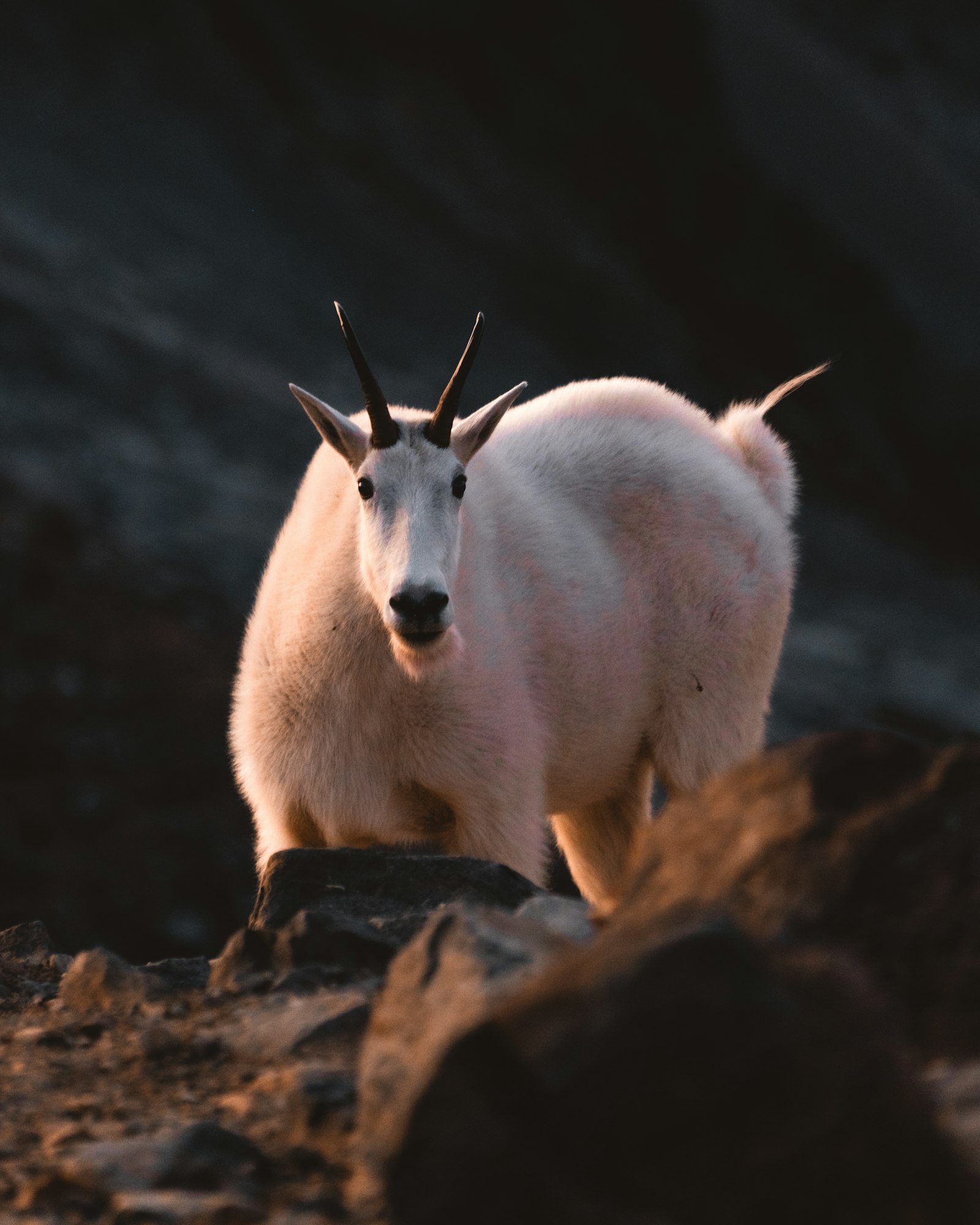 Sony a7R III + Sony FE 70-200mm F4 G OSS sample photo. White goat on brown photography