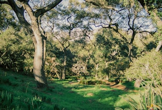 A vibrant forest scene showcasing diverse plants and wildlife under dappled sunlight.
