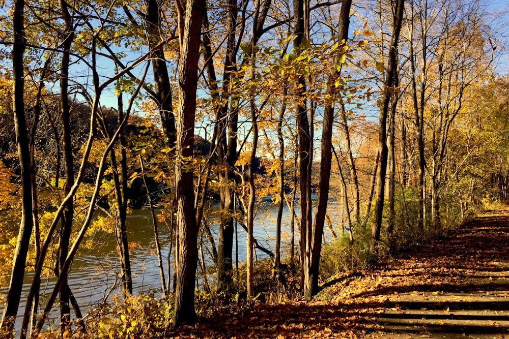 brown trees near body of water during daytime