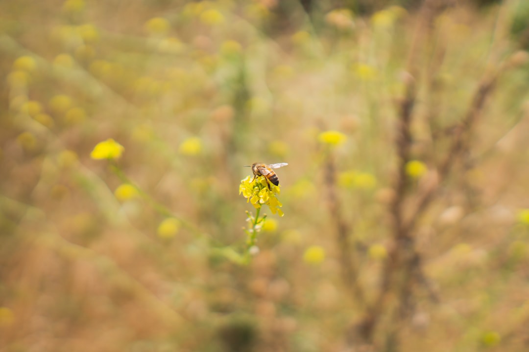 yellow and black bee on yellow flower