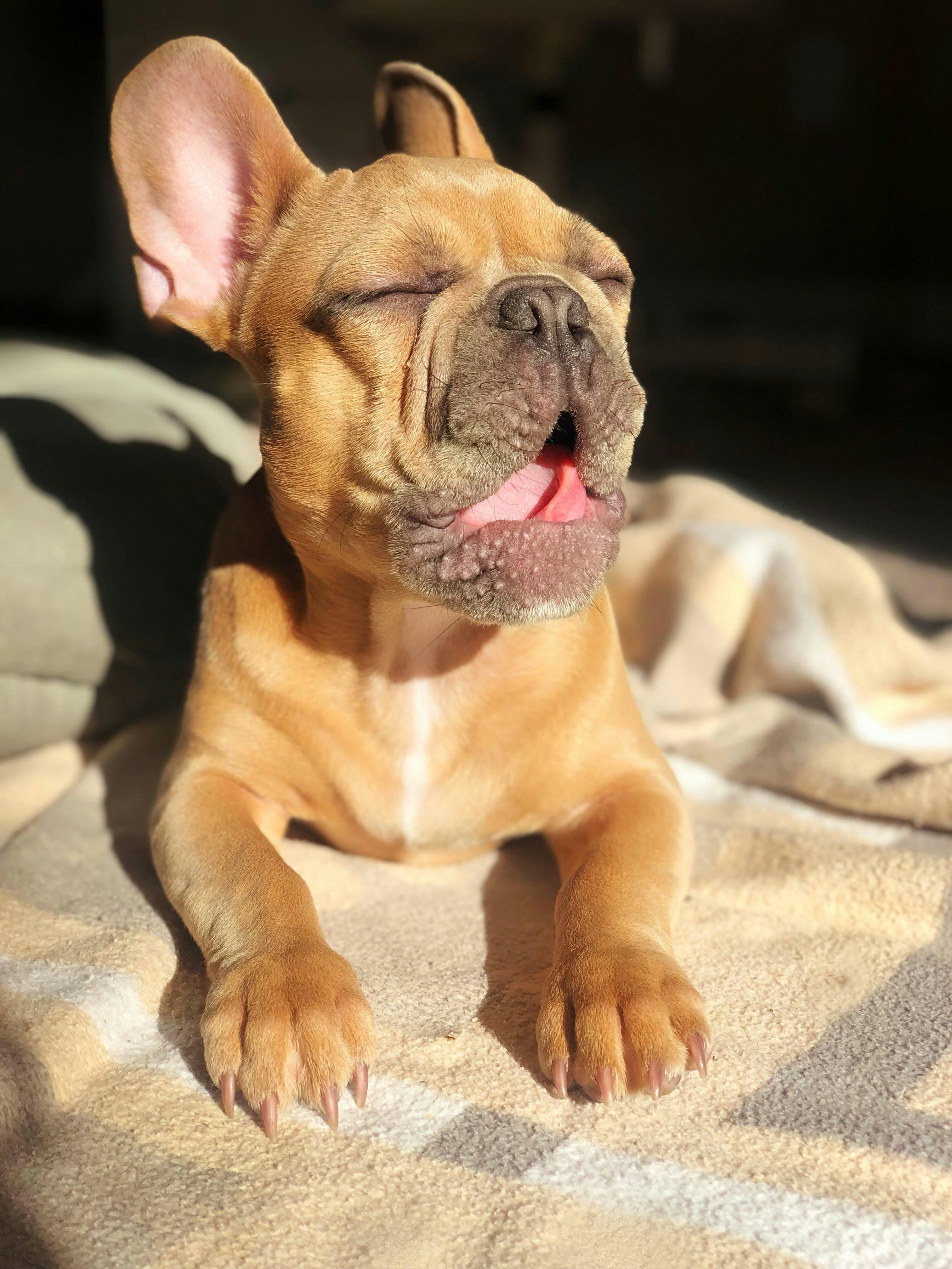 Perro marrón de pelo corto acostado sobre tela blanca