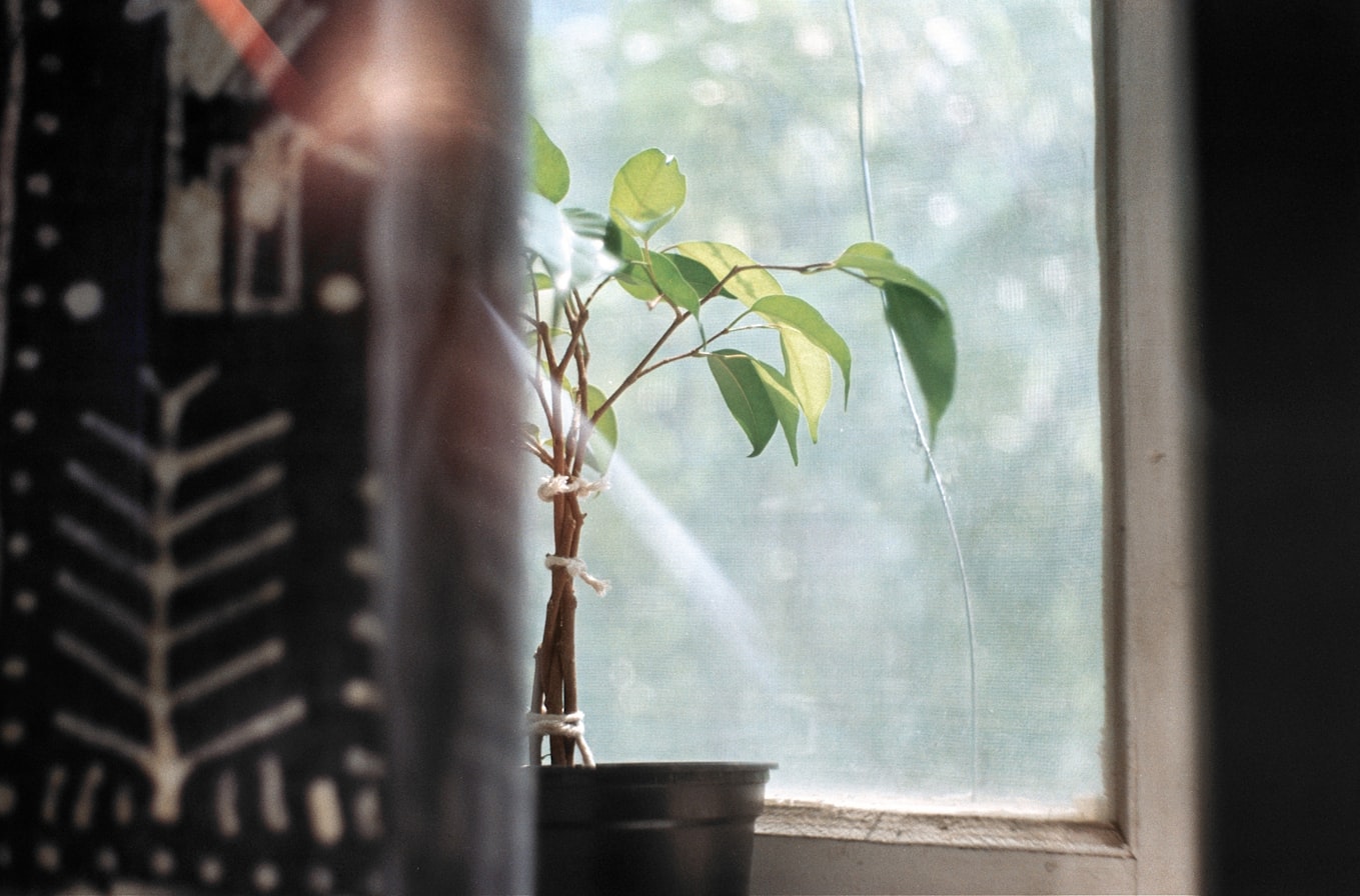 Plant On Window Sill