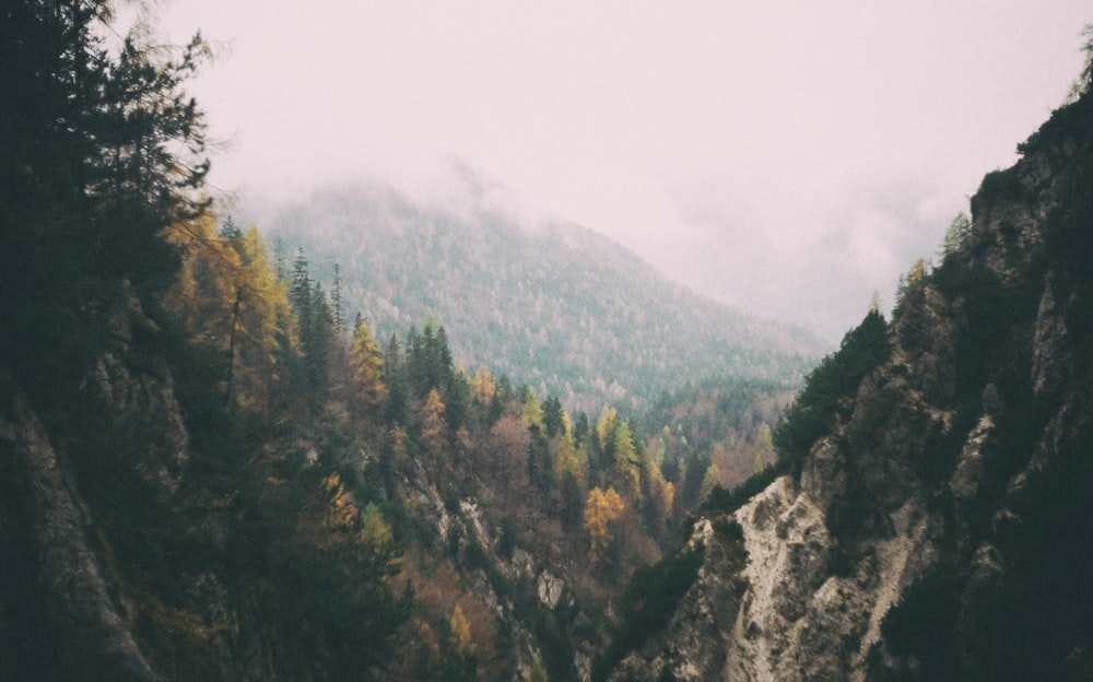 green trees on mountain during daytime