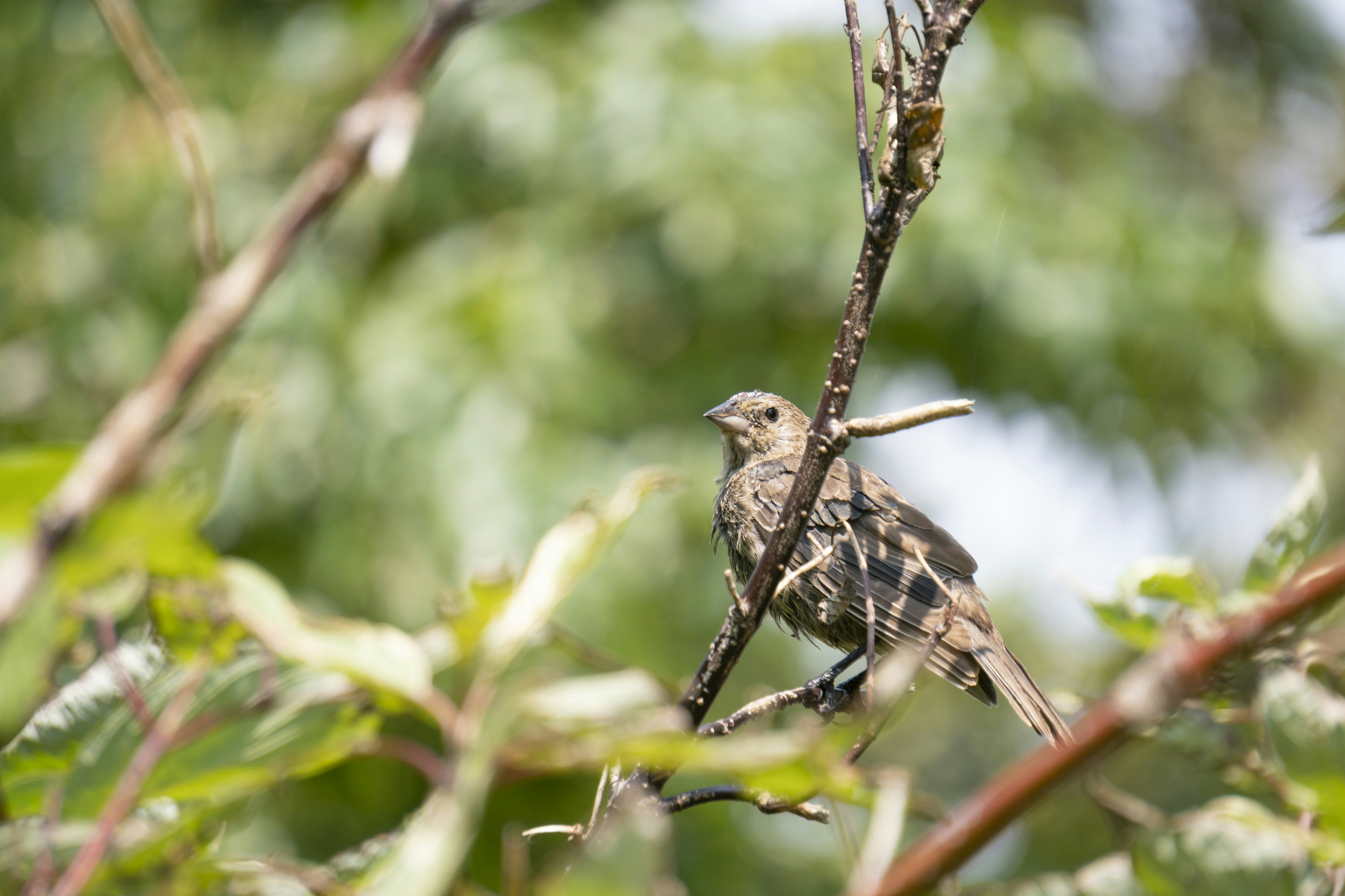 Photo by vitaliyburovart