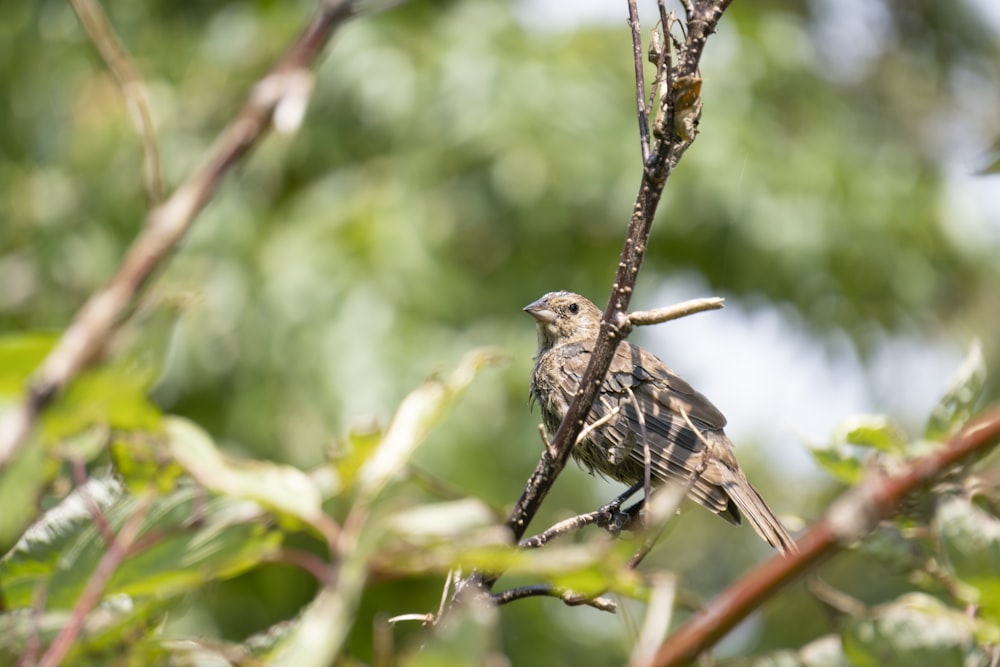 brown bird on brown tree branch during daytime