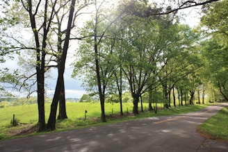 A serene country road within the lotes campestres area, surrounded by greenery.